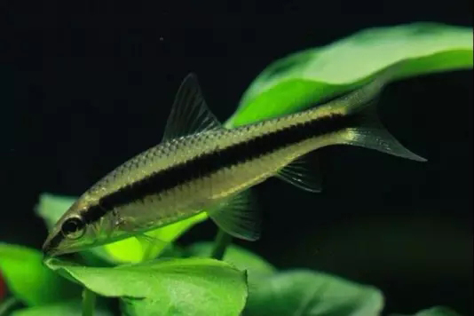 鱼缸清洁利器用什么鱼,实用鱼缸清洗工具大全图解