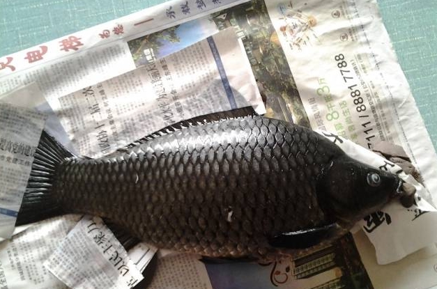 看到大鲫鱼就走不动了，立马买回去请大师做鱼拓