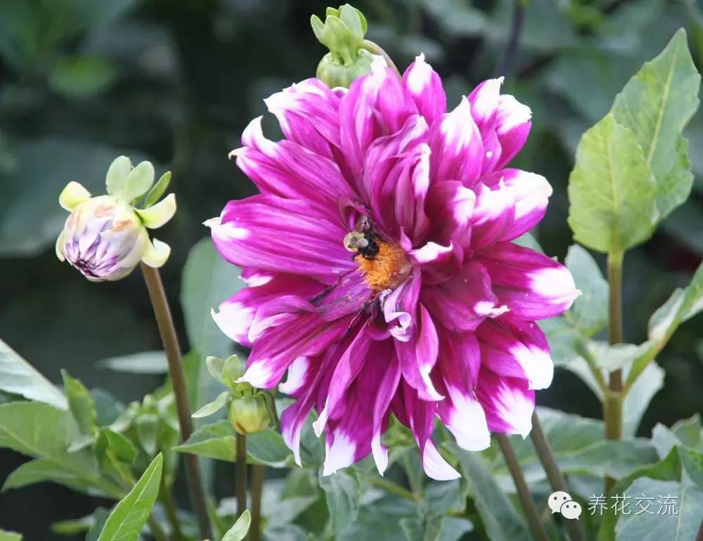 10种秋季开花的植物,8种夏季开花的植物