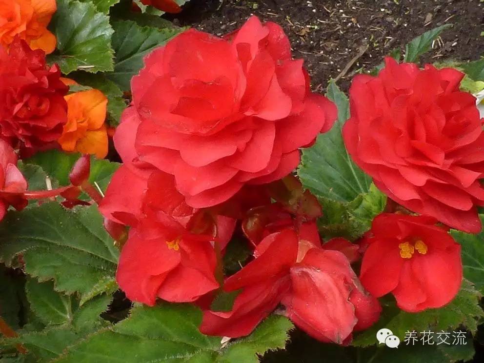 10种秋季开花的植物,8种夏季开花的植物