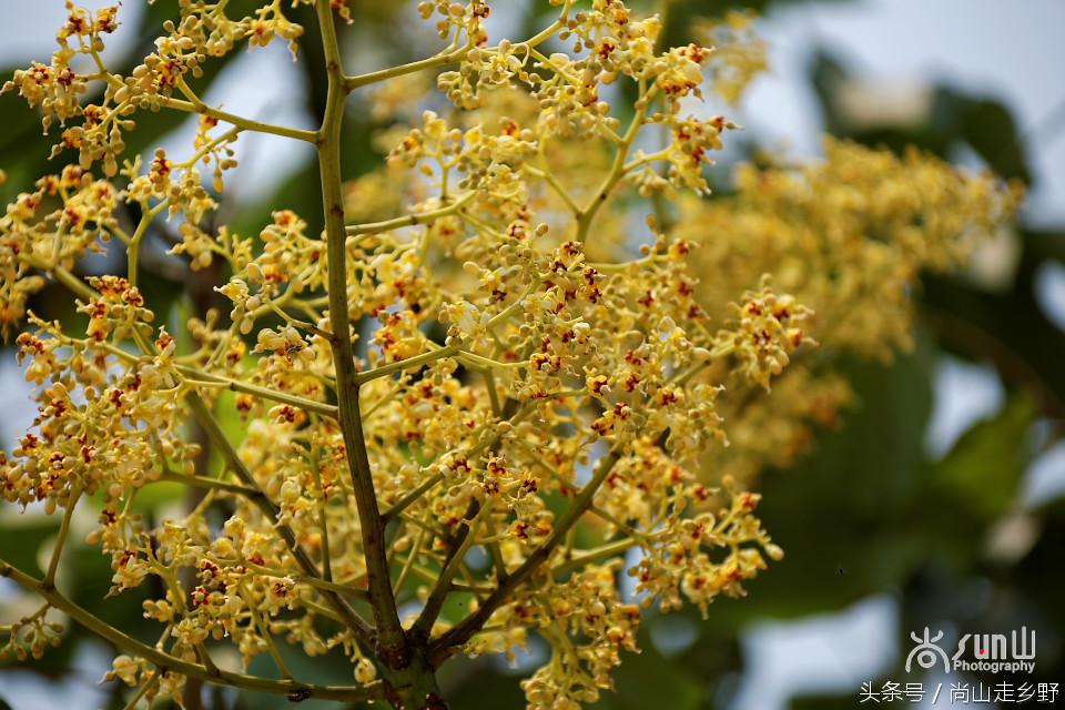 杩欐墠鏄湡姝g殑鍑ゅ嚢灞曠繀,杩欐墠鏄嚖鍑拌鏈夌殑鏍峰瓙