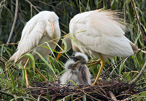当一只企鹅感到寂寞时,它会X大地
