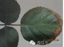 怎样防治月季虫害和病害,月季病害及防治药品清单