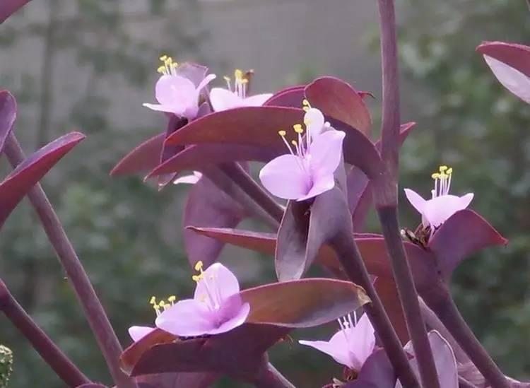 常见草本植物图片大全,十种罕见又美丽的植物图片