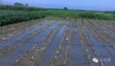 玉米栽下去6天后枯萎死苗怎么办,暴雨过后玉米烂根死亡原因