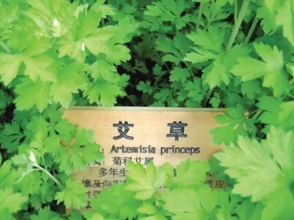 产妇艾草泡澡中毒，民间常用的艾草安全吗？