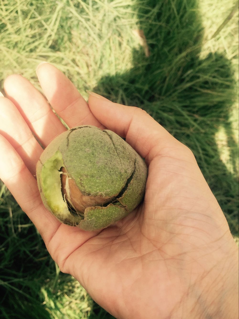 疆产核桃仁,新疆核桃和普通核桃的区别