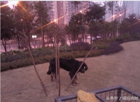 苦等主人的藏獒视频,苦等主人藏獒完整版