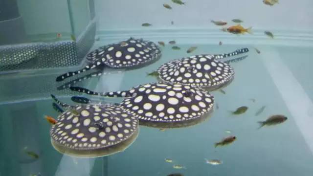 养龙虎魟有什么说法,养龙虎魟不困水可以吗