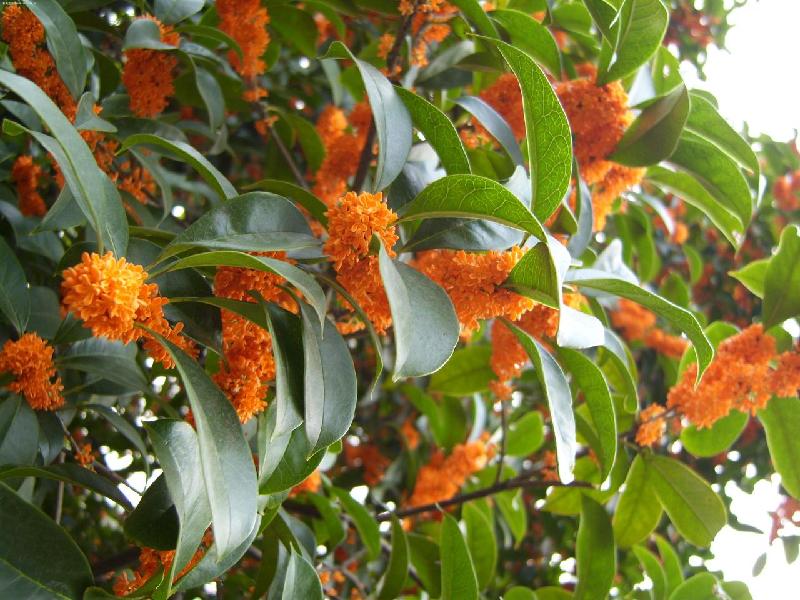 什么花属于吸毒植物,分享五款吸毒植物选盆搬回家吧