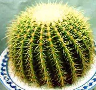 什么花属于吸毒植物,分享五款吸毒植物选盆搬回家吧