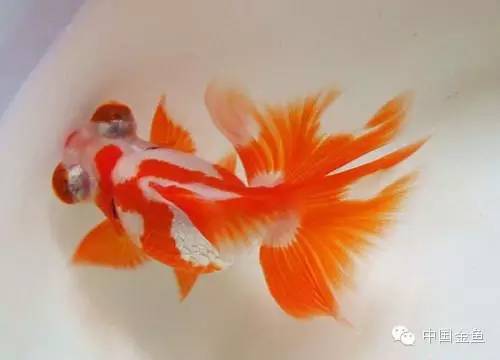 龙眼金鱼和蝶尾金鱼有什么区别,大尾金鱼品种图谱大全