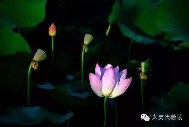 淮阳龙湖荷花视频,淮阳龙湖看荷花