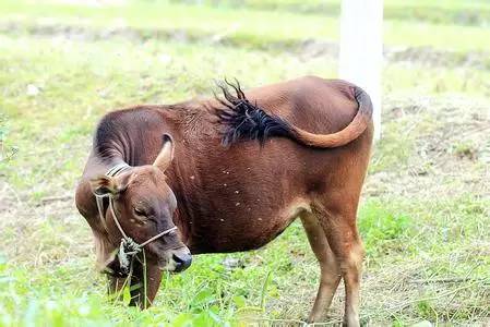 牛虻人畜皆害的吸血虫,牛虻吸血虫