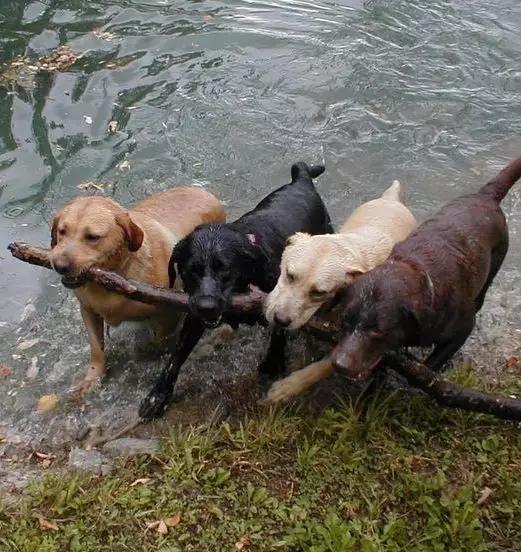 尊重狗，就让它像狗一样的生活！