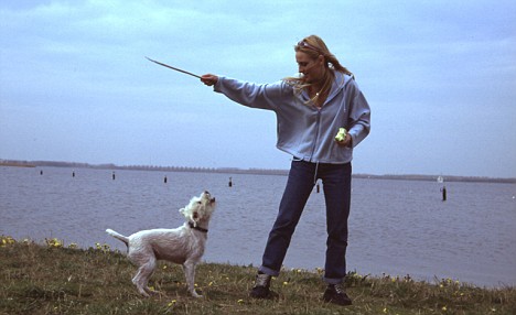 6招教你怎么给狗狗剪毛,如何教狗狗帮主人叼东西