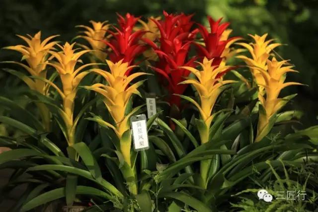 怎么分别凤梨和菠萝,凤梨和菠萝是同一个品种吗