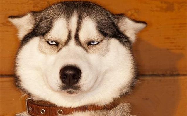 哪种小型犬适合宝宝养,有小孩还是可以养的萌犬