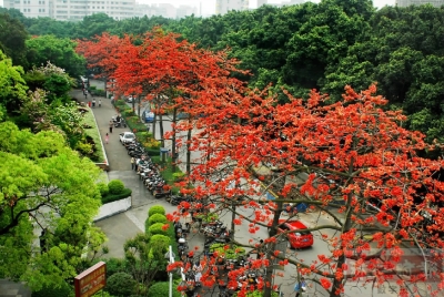 禅城森林,佛山森林城规划图