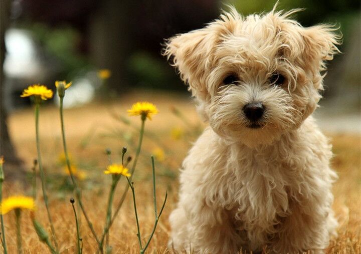 揭秘这个宠物网站获投千万元背后的故事？