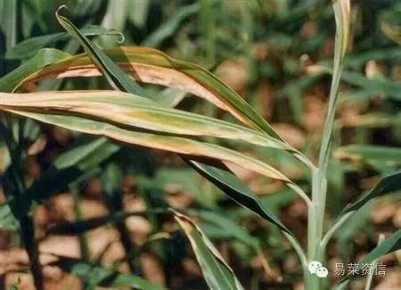 生姜种植技术书籍推荐,种生姜正确方法