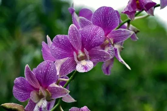 各国的国花及象征的寓意,全国各国的国花以及花语