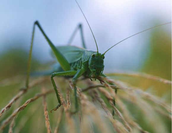 极品美味，就差瞟一眼，么么哒