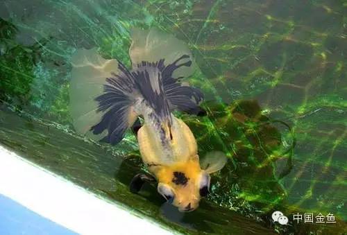 龙眼金鱼和蝶尾金鱼有什么区别,大尾金鱼品种图谱大全