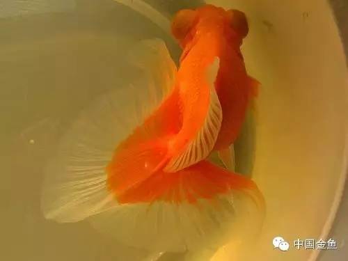 龙眼金鱼和蝶尾金鱼有什么区别,大尾金鱼品种图谱大全