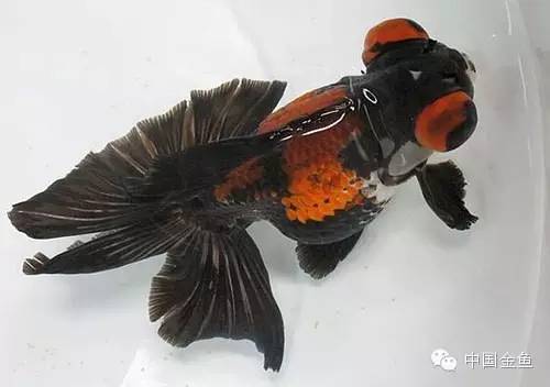 龙眼金鱼和蝶尾金鱼有什么区别,大尾金鱼品种图谱大全