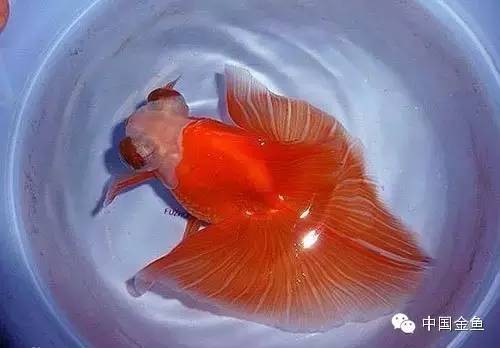 龙眼金鱼和蝶尾金鱼有什么区别,大尾金鱼品种图谱大全