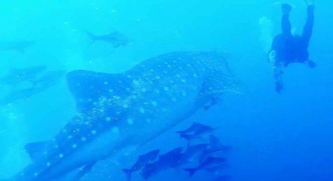 普吉岛斯米兰浮潜拍摄,普吉岛斯米兰游艇