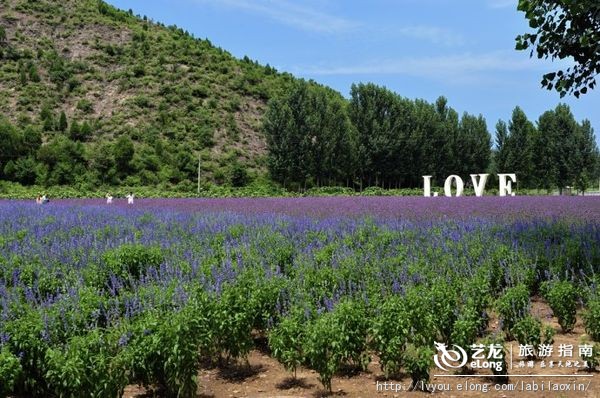紫海香堤香草艺术庄园特色,紫海香堤香草艺术庄园怎么样