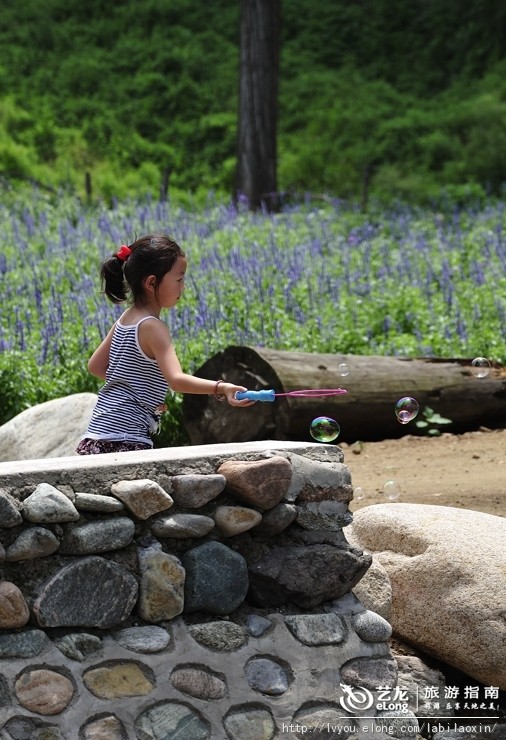 紫海香堤香草艺术庄园特色,紫海香堤香草艺术庄园怎么样