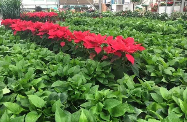 华北最大宠物市场—通州梨园狗市退市，商户进驻燕郊京丰宠物基地