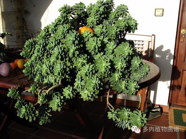 韩国精美多肉,欧美风多肉