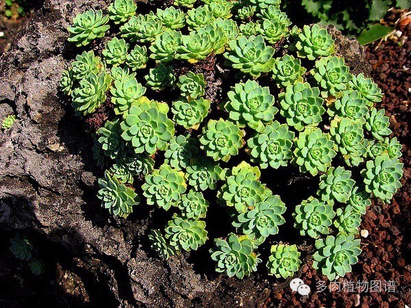 韩国精美多肉,欧美风多肉