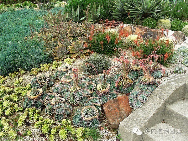 韩国精美多肉,欧美风多肉