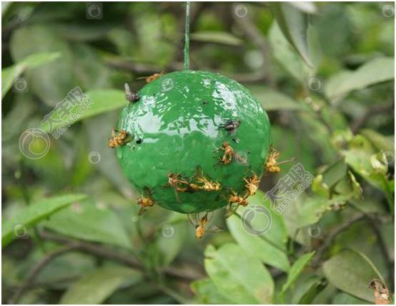 柑橘大实蝇表现,怎样防柑橘里的蛆