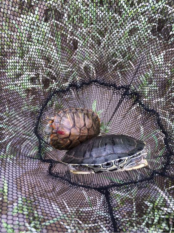江边抓到一群乌龟,在河里抓的超大的巴西龟