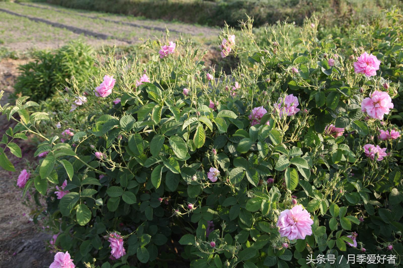 爬墙玫瑰月季与蔷薇区别,蔷薇和玫瑰都属于月季吗