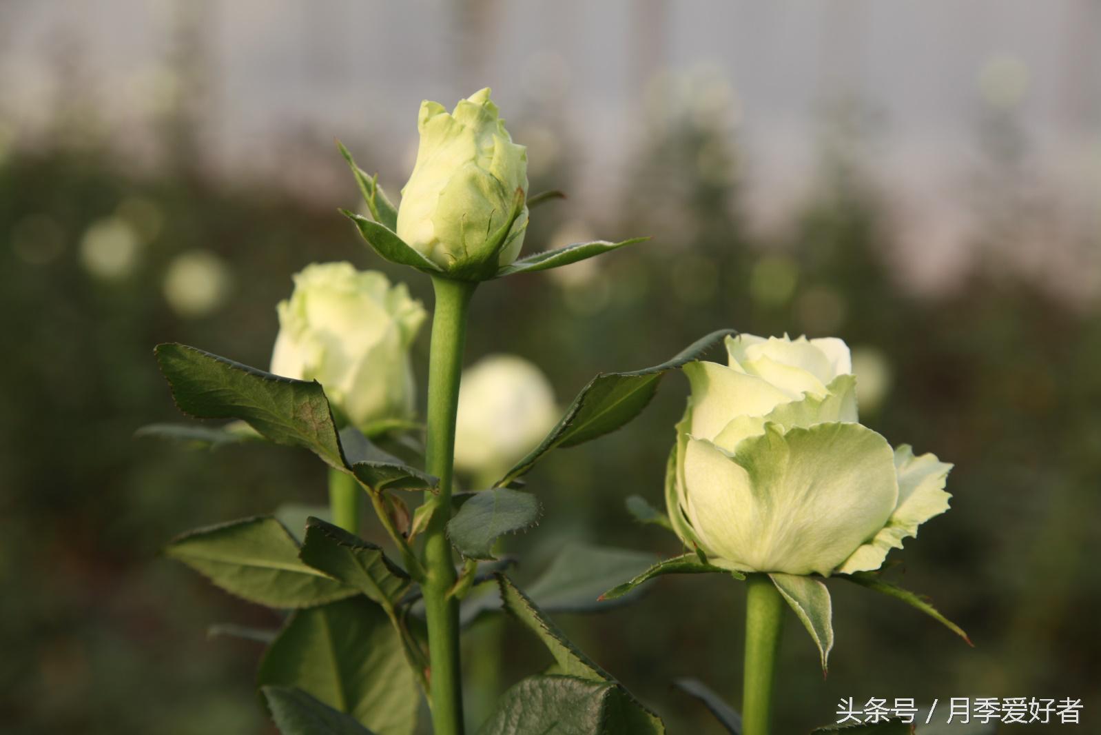 月季玫瑰蔷薇芍药牡丹的区别,蔷薇月季玫瑰区别是什么