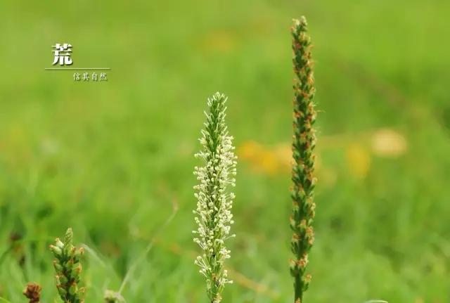 古人吃什么?《诗经》蔬果志:你现在还在采的芣苡