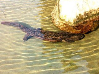 钓友钓起一条5米长的巨鲤,水库钓到10斤重娃娃鱼