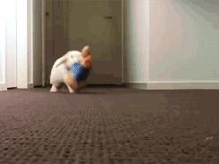 兔子喜欢吃的带刺的草,用带刺的树叶喂兔子