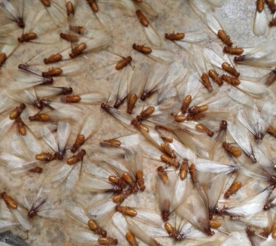 上河城白蚁成灾联名上书谁来管？春夏之际白蚁防治刻不容缓