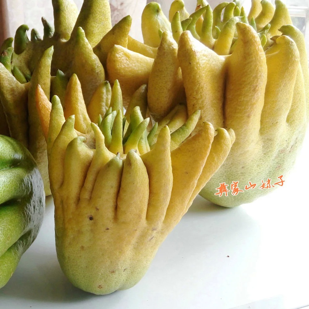 老香黄是哪三样,老香黄是什么有什么用