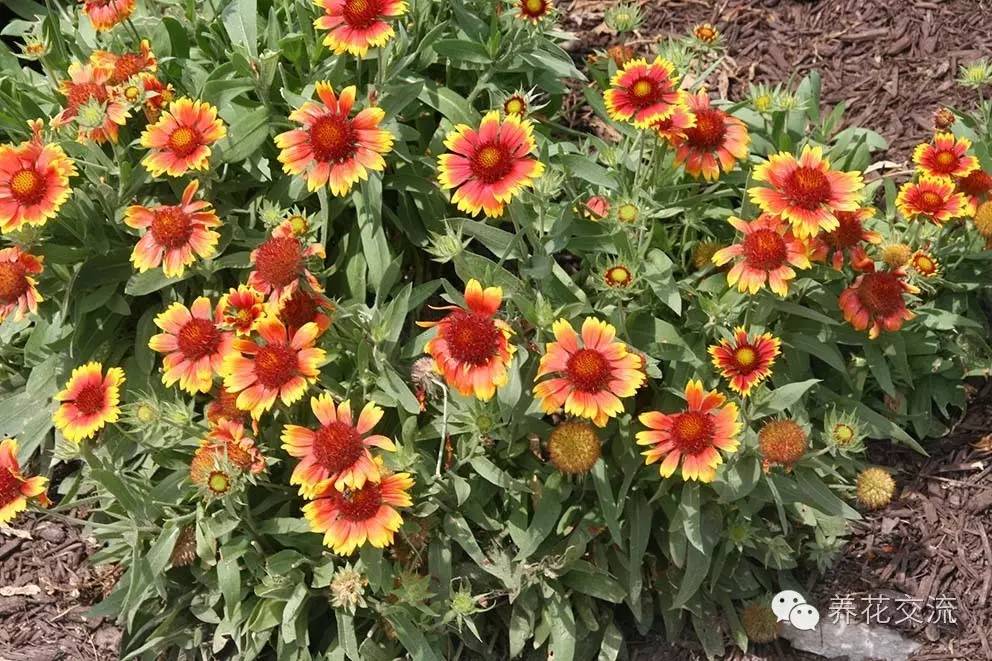 20种一二年生花卉,22种花朵