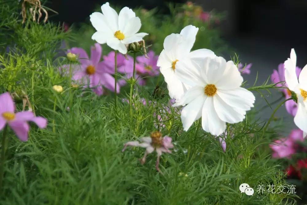 20种一二年生花卉,22种花朵