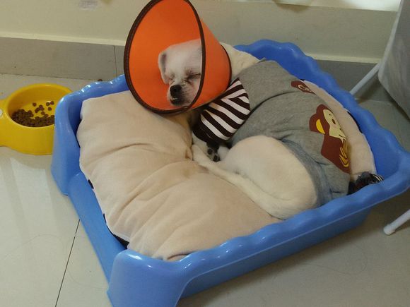 拯救狗狗不被蜜蜂蜇,拯救狗狗原版